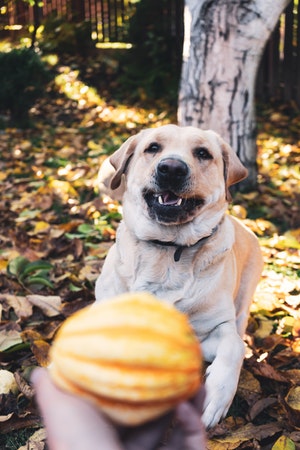 Person holding pumpkin out to dog in front of fall leaves